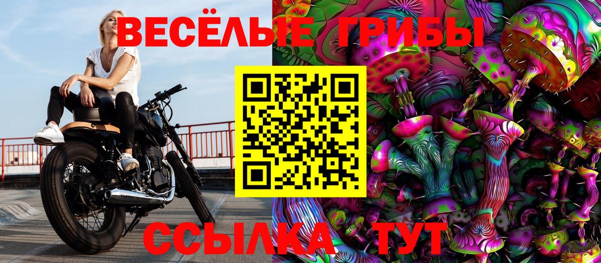 Галлюциногенные грибы Psilocybe Киселёвск